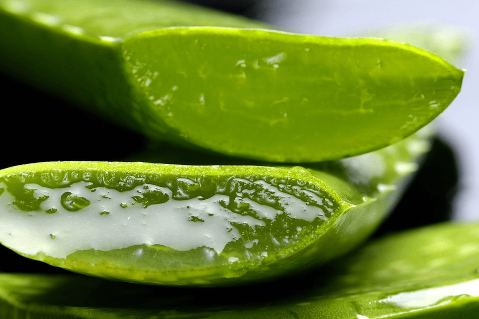 Benefits of Aloe Vera for Locs
