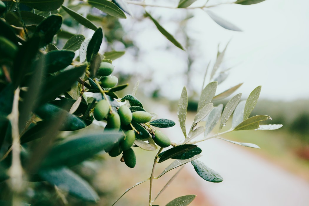 Should You Use Olive Oil On Your Dreadlocks? The Do's and Dont's
